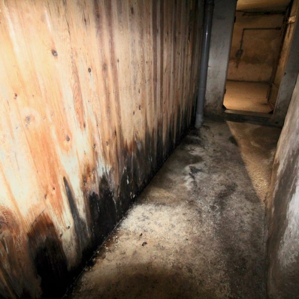 Kraftig angrepp av skadesvamp (röta) i källare